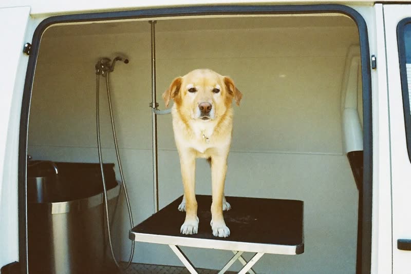 A dog standing on a grooming table inside a fitted mobile grooming van