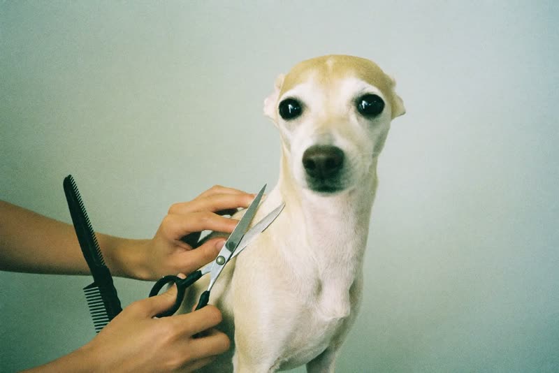 Hands scissoring a small dog's coat with grooming shears